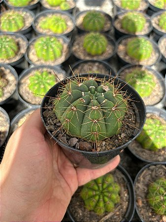 Parodia Sp. Pt11