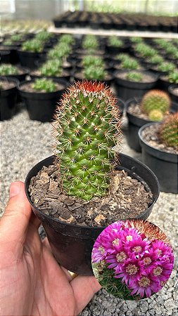 Mammillaria backenbergiana Pt11