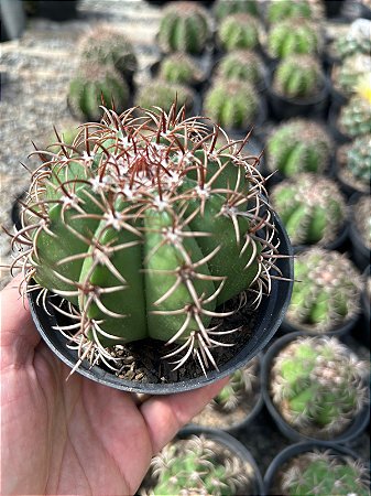 Melocactus matanzanus Pt11