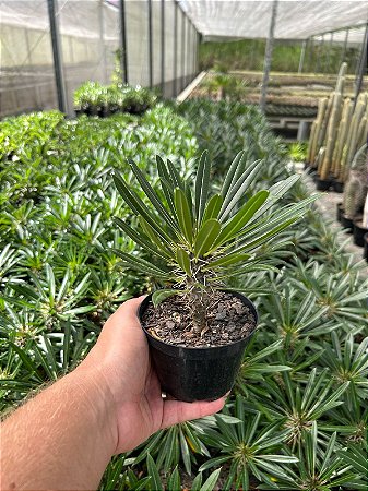 Palmeira de Madagascar - Pachypodium lamerei Pt11
