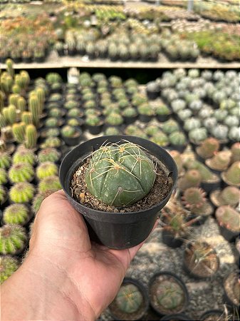 Gymnocalycium horstii Pt11