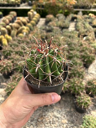 Ferocactus herrerae Pt11