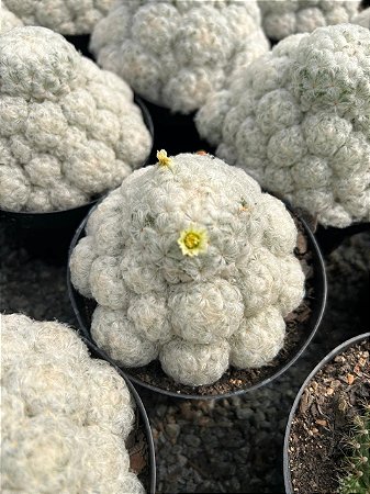 Mammillaria plumosa Pt11