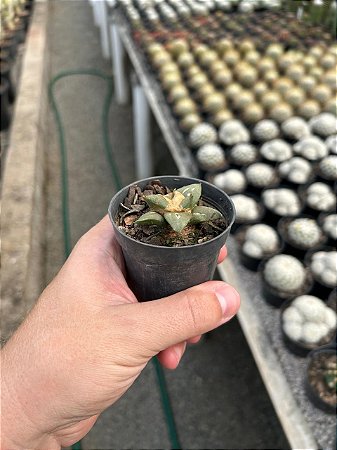 Ariocarous retusus Pt07