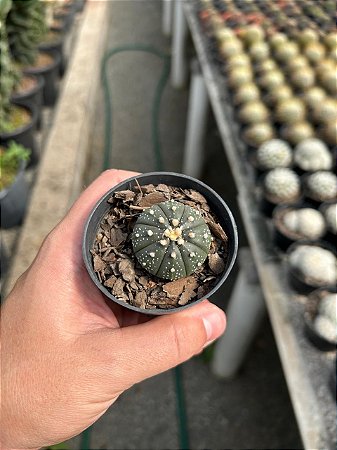 Astrophytum asterias Pt07