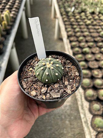 Astrophytum asterias Pt11
