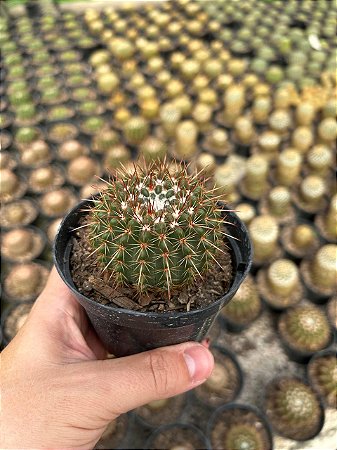Notocactus roseoluteus Pt11