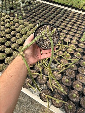 Rabo de Rato - Aporocactus flagelliformis Pt11