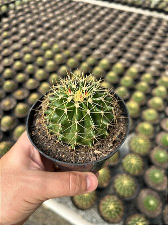 Ferocactus schwarzii Pt11