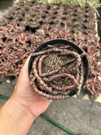 Stapelianthus madascariensis Pt11