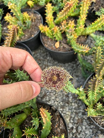 Huernia hystrix Pt11