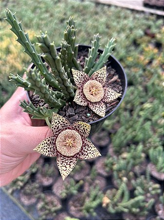 Orbea variegata Pt11