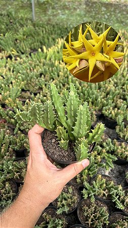 Orbea lutea ssp. lutea Pt11