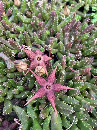Stapelia schinzii var angolensis Pt11