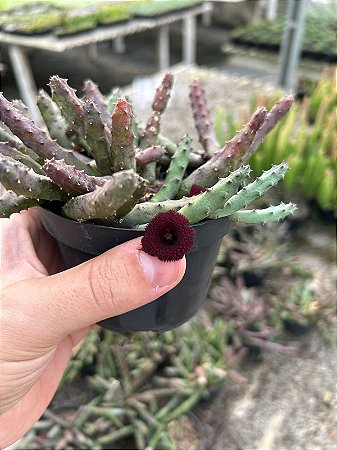 Orbea pendurata Pt11