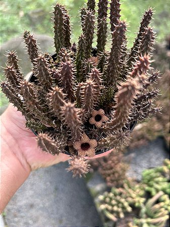 Stapelianthus decaryi Pt11