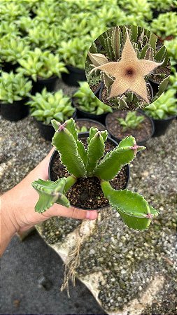 Stapelia gigantea Pt11