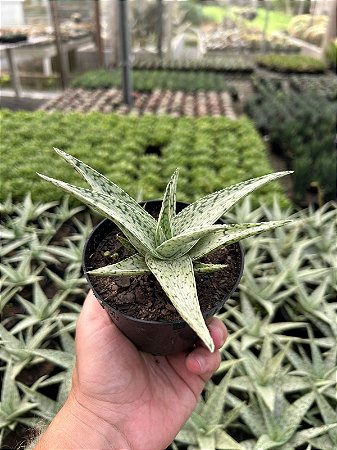 Aloe rauhii "snowflake" Pt11