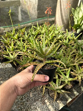 Aloe Sp. Pt11