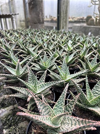 Aloe donnie Pt11