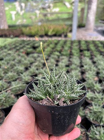 Aloe pepe Pt11