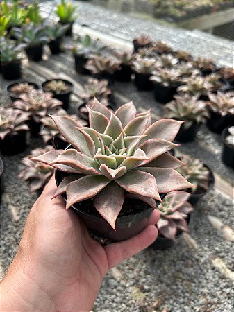 Echeveria madiba Pt11