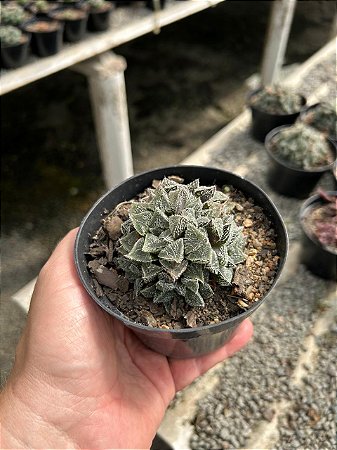 Haworthia korizato Pt11