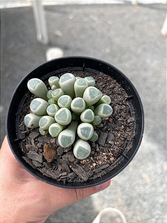Fenestraria aurantiaca Pt11