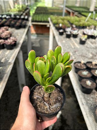 Orelha de fiona - Crassula ovata "hobbit" Pt11