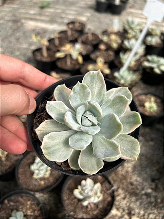 Echeveria albicans variegata Pt11