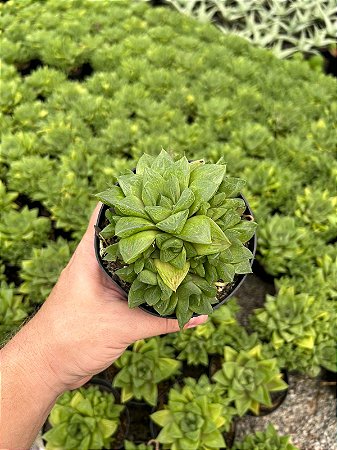 Haworthia cuspidata Pt11