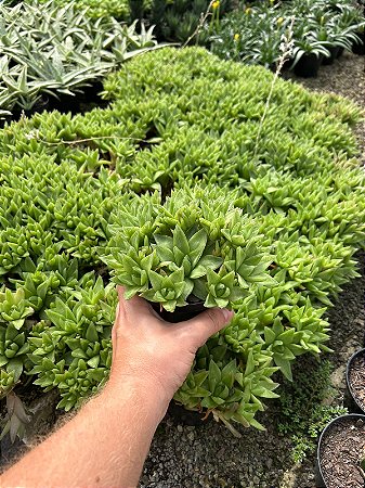 Haworthia cymbiformis Pt11