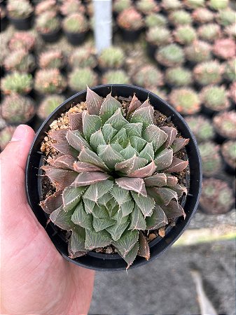 Haworthia cooperi Pt11