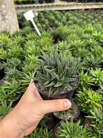 Haworthia beccaria Pt11