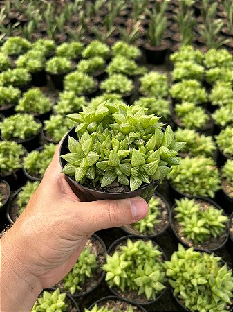 Haworthia retusa var. turgida Pt11