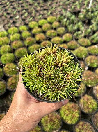 Haworthia chloracantha var. dentidulifera Pt11