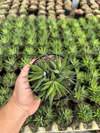 Haworthia attenuata Pt11