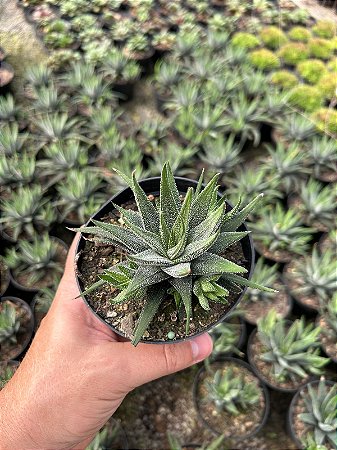 Haworthia attenuata var. radula Pt11