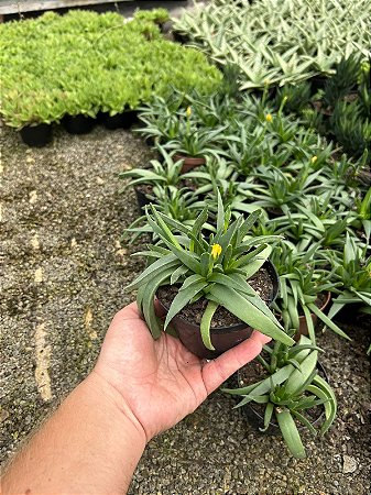Bergeranthus multiceps schwantes Pt11