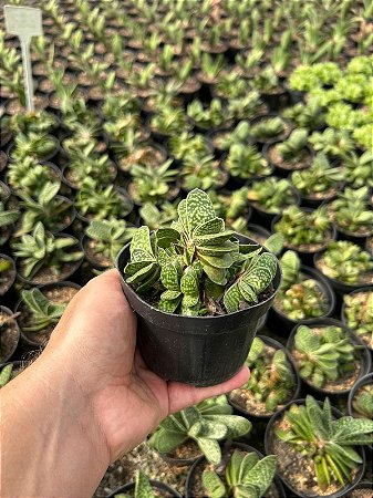 Gasteria bicolor var. liliputana Pt11