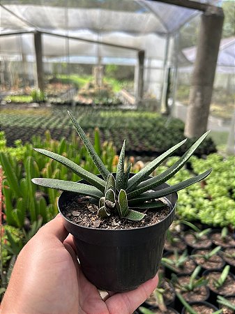 Gasteria bicolor Pt11