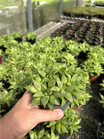 Haworthia retusa var. multilineata Pt11