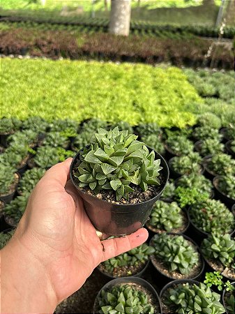 Haworthia retusa Pt11