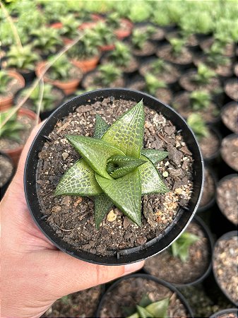 Haworthia venosa subsp. tesselata Pt11