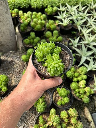 Haworthia cymbiformis var. obtusa Pt11