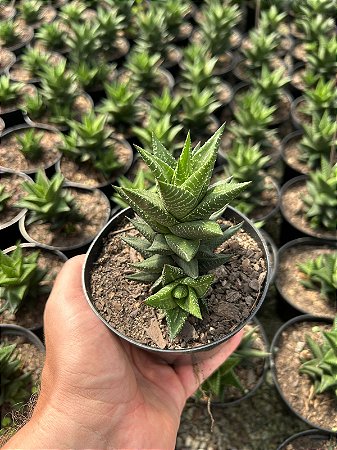 Haworthia limifolia x fasciata Pt11