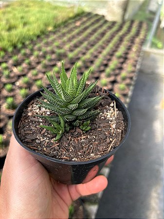 Haworthia fasciata Pt11