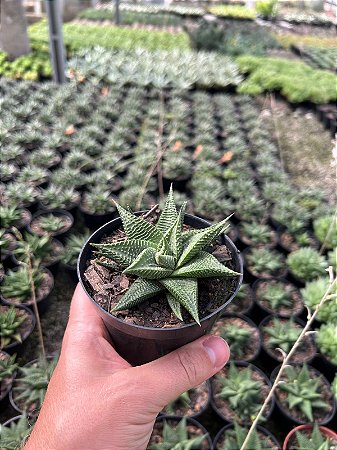 Haworthia limifolia var. arcana Pt11