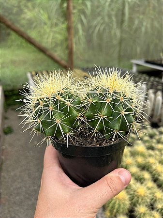 Echinocactus grusonii - Duplo - Pt11