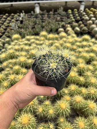 Echinocactus grusonii - Trio - Pt11